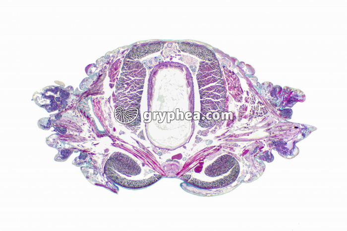 Néréis CT x7 - gryphea.org